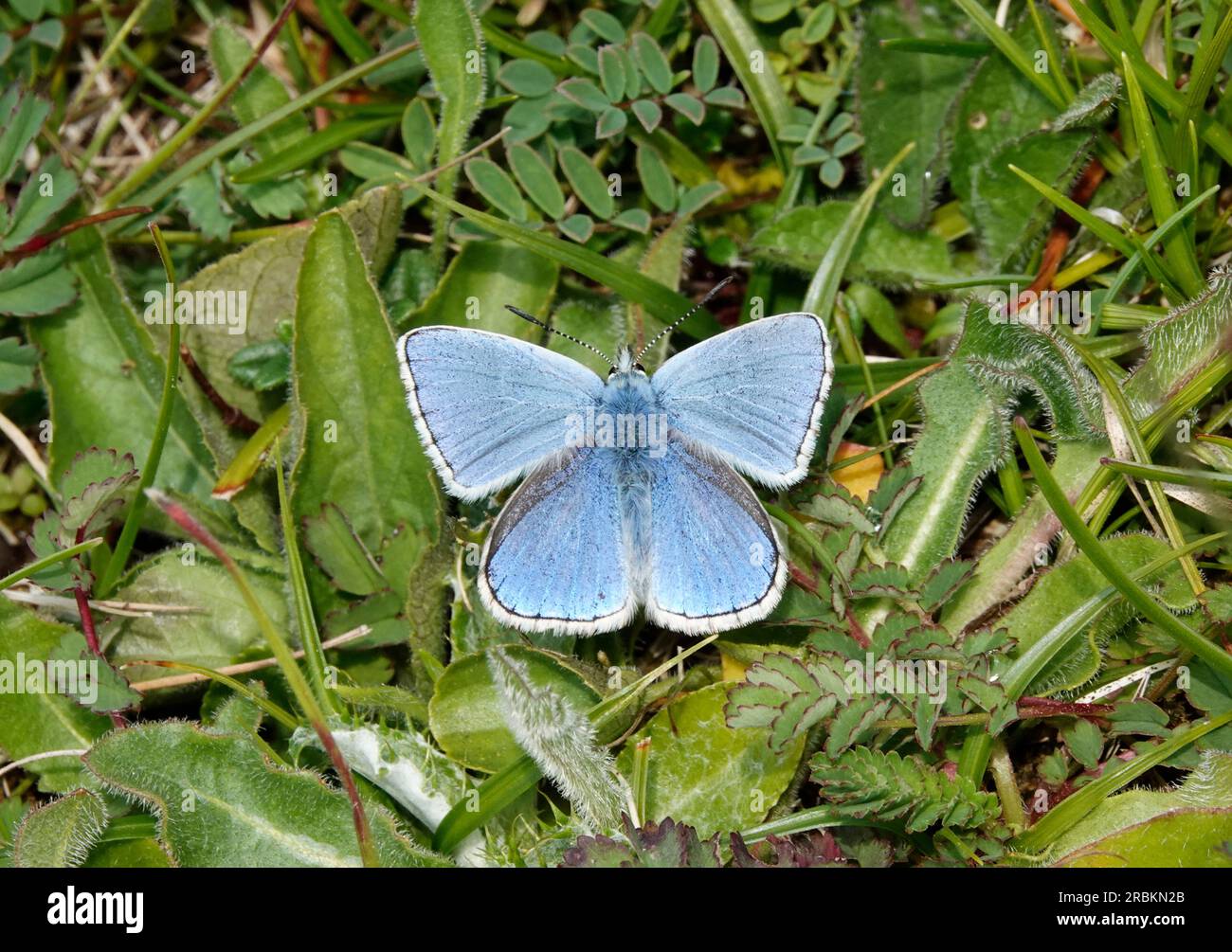 adonis Blue (Polyommatus bellargus, Lysandra bellargus, Meleageria bellargus), seduto in prato, Regno Unito, Inghilterra Foto Stock