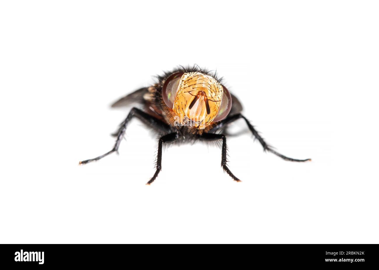 Tachinid (Gonia divisa), vista frontale, ritaglio, Paesi Bassi Foto Stock