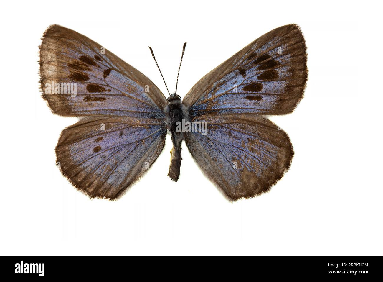 Blu grande (Phengaris arion, Maculinea arion, Glaucopsyche arion), maschio, superiore, ritagliati Foto Stock