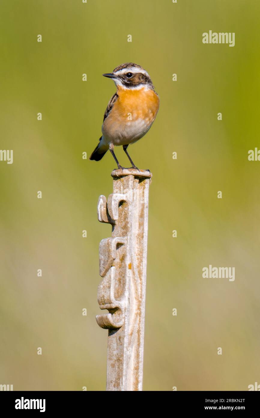 Whinchat (Saxicola rubetra), maschio seduto su un posto, Germania, Assia Foto Stock