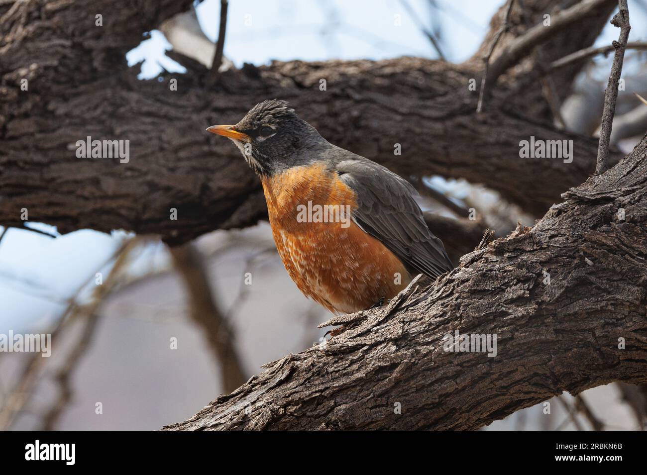 American robin (Turdus migratorius), uomo arroccato su un ramo, vista laterale, USA, Arizona, Bush Highway Foto Stock