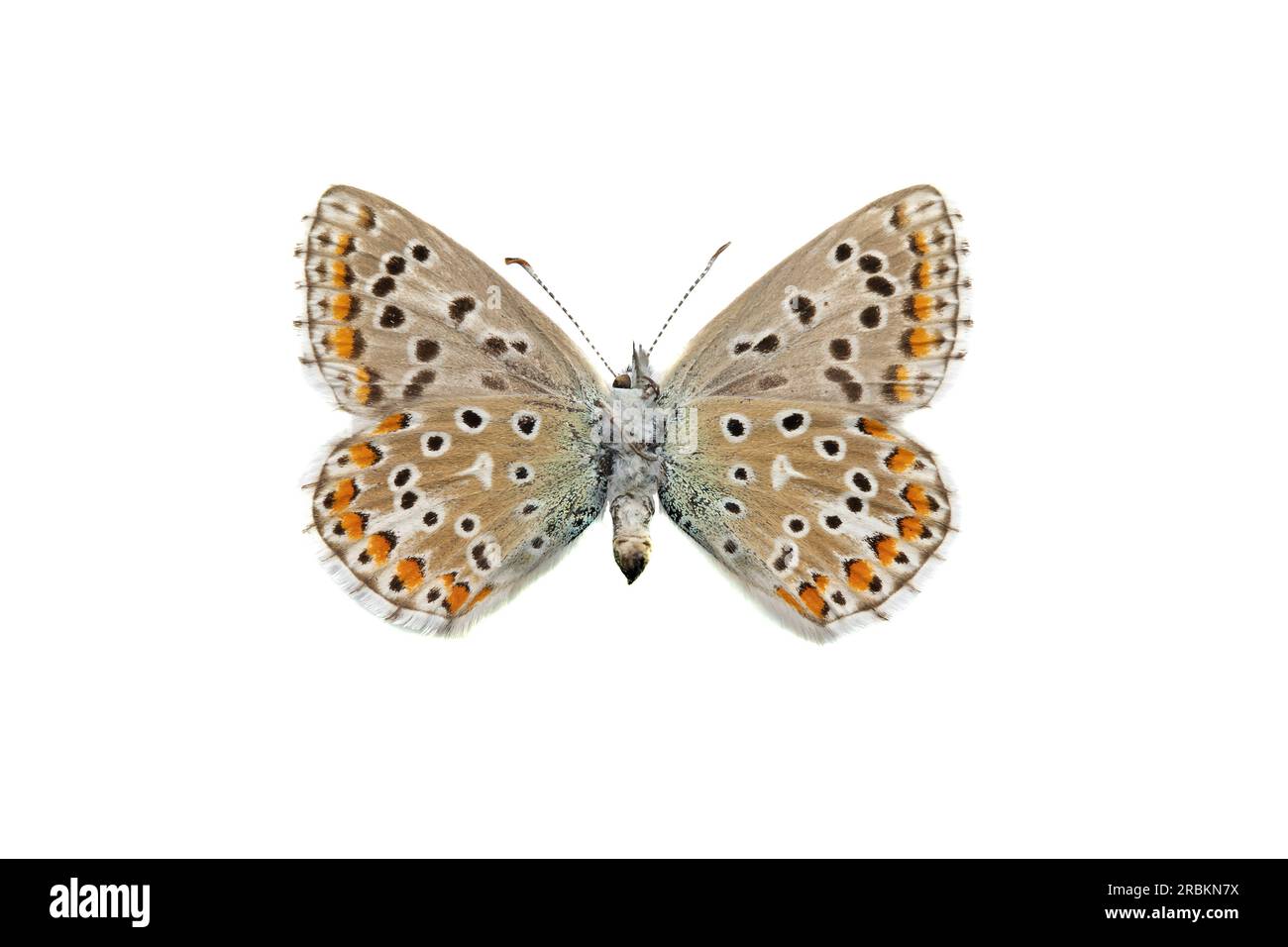Blu adone (Polyommatus bellargus, Lysandra bellargus, Meleageria bellargus), femminile, lato inferiore, Cut out, Paesi Bassi Foto Stock
