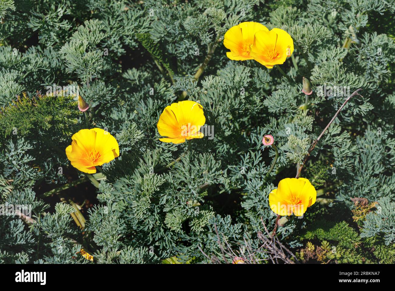 Papavero californiano, papavero californiano, papavero d'oro (Eschscholzia californica), fioritura, USA, California, Carrapata Beach, Monterey Foto Stock