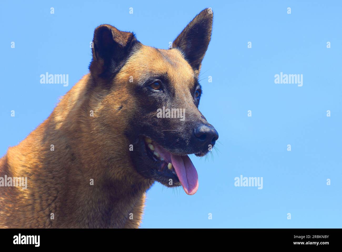 Malinois (Canis lupus F. familiaris), cane maschio di nove anni con la lingua che esce, ritratto Foto Stock