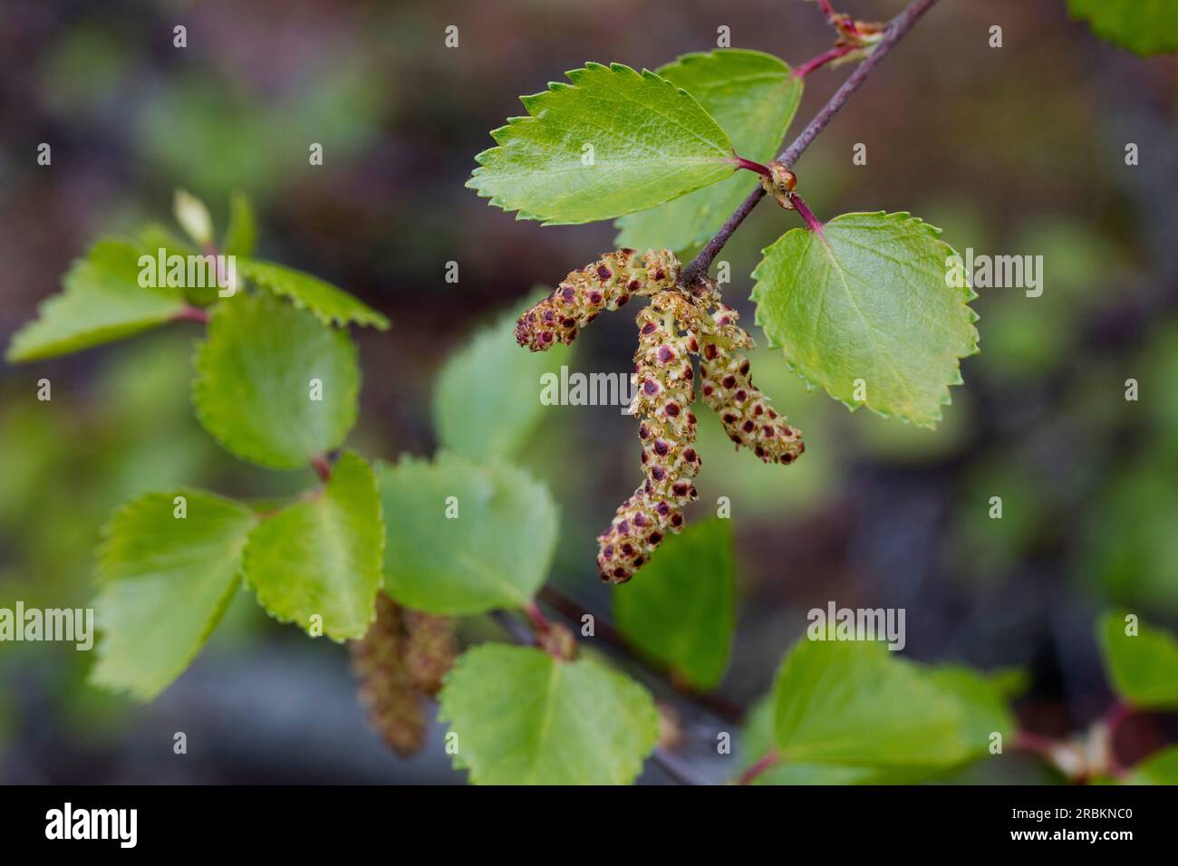 betulla dorata, betulla brughiera, betulla bianca, betulla dorata, betulla brughiera, betulla bianca, betulla bianca europea, betulla pelosa (Betula pubescens), gatto maschile, Foto Stock