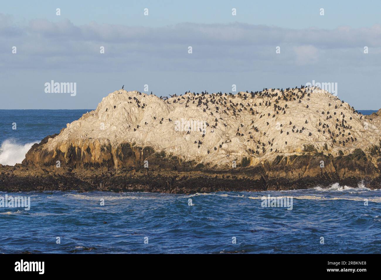 Cormorano di brandt (Phalacrocorax penicillatus, Urile penicillatus), colonia riproduttiva su una roccia al largo della costa, USA, California, Pebble Beach, Monterey Foto Stock