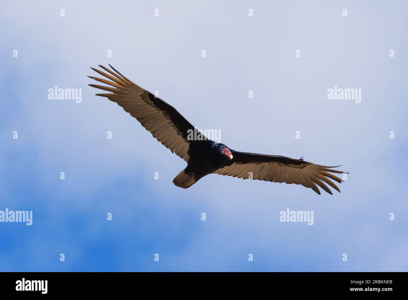 avvoltoio tacchino (Cathartes aura), circling, USA, Arizona Foto Stock