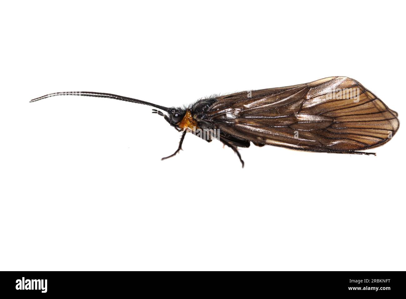 Caddisfly con corna lunga (Oligotricha striata), vista laterale, ritaglio, Paesi Bassi Foto Stock