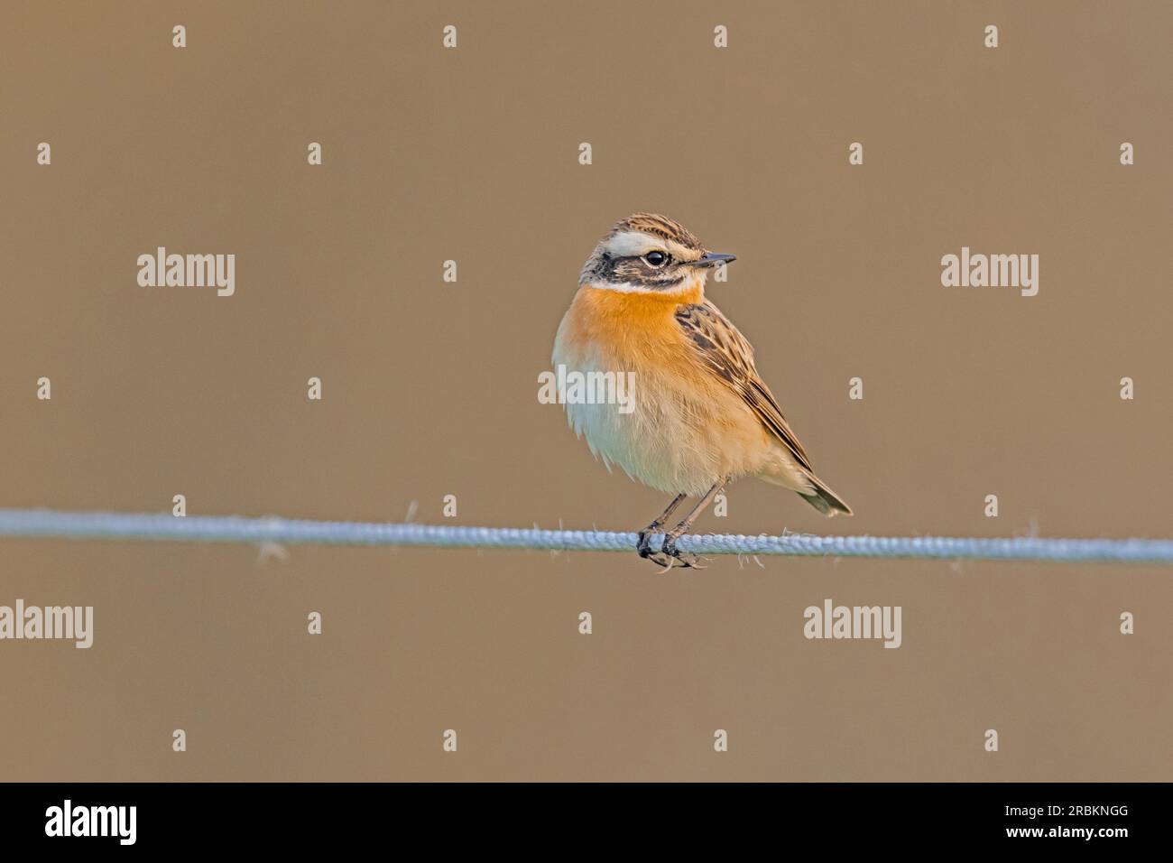 Whinchat (Saxicola rubetra), maschio seduto su un filo, Germania, Assia Foto Stock