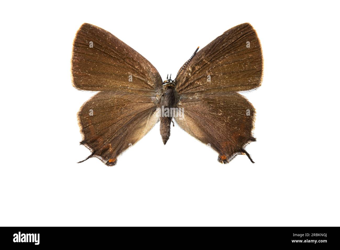 White-Letter hairstreak (Satyrium W-album, Strymon W-album, Strymonidia W-album), femmina, upperside, Cut out, Paesi Bassi Foto Stock