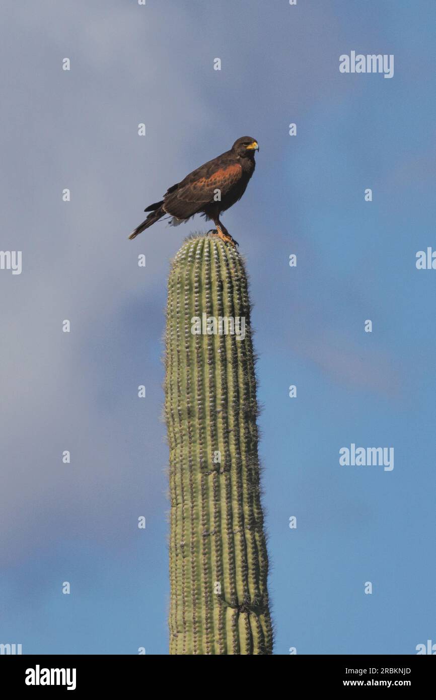 Il falco di harris (Parabuteo unicinctus), arroccato sulla cima di un saguaro, vista laterale, USA, Arizona Foto Stock