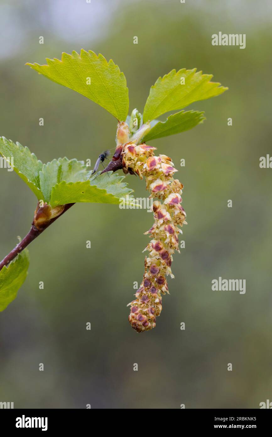 betulla dorata, betulla brughiera, betulla bianca, betulla dorata, betulla brughiera, betulla bianca, betulla bianca europea, betulla pelosa (Betula pubescens), gatto maschile, Foto Stock