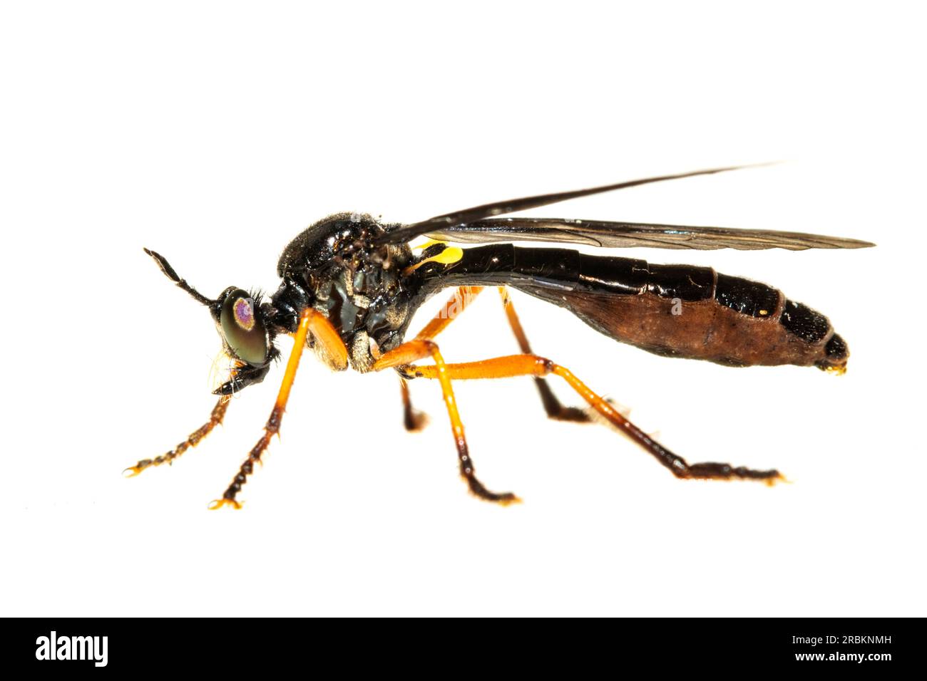 Robberfly con zampe arancioni (Dioctria oelandica), vista laterale, ritaglio, Paesi Bassi Foto Stock