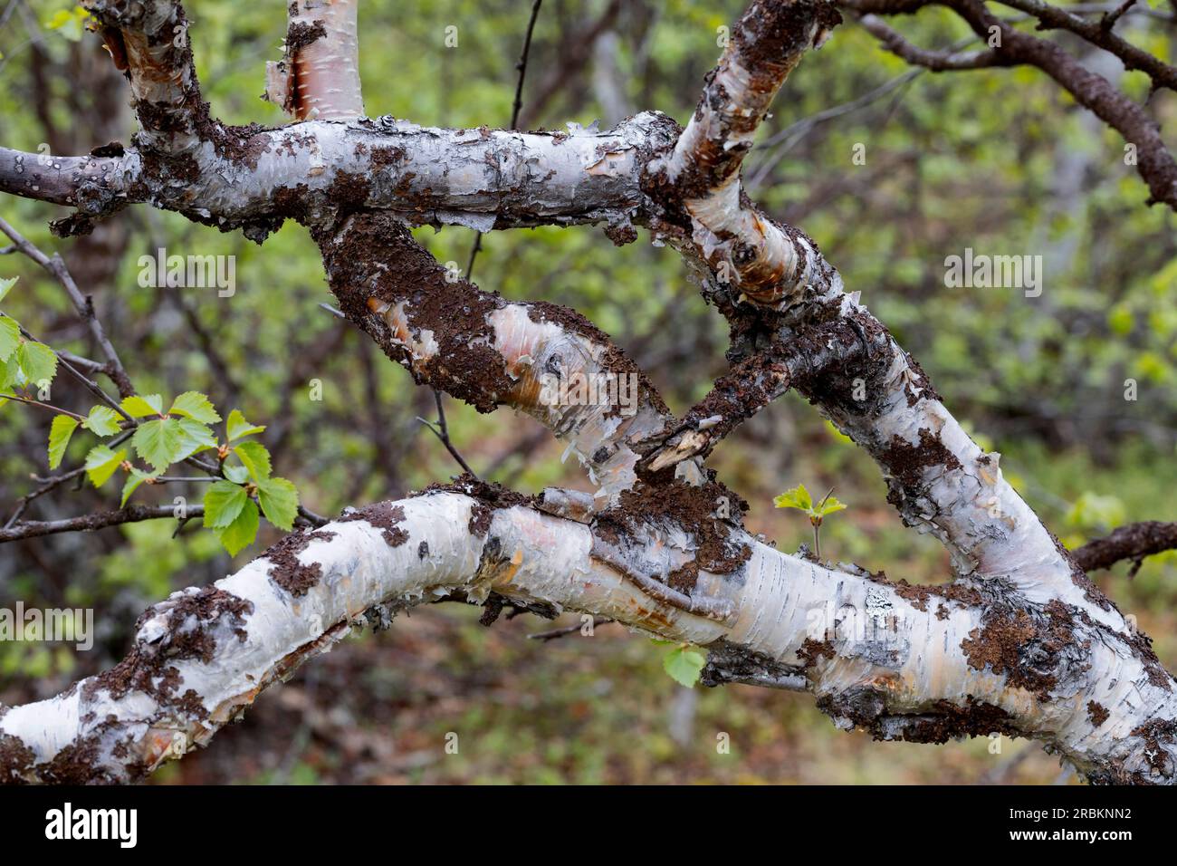 betulla dorata, betulla brughiera, betulla bianca, betulla dorata, betulla brughiera, Betulla bianca, betulla bianca europea, betulla pelosa (Betula pubescens), rami, Svezia Foto Stock