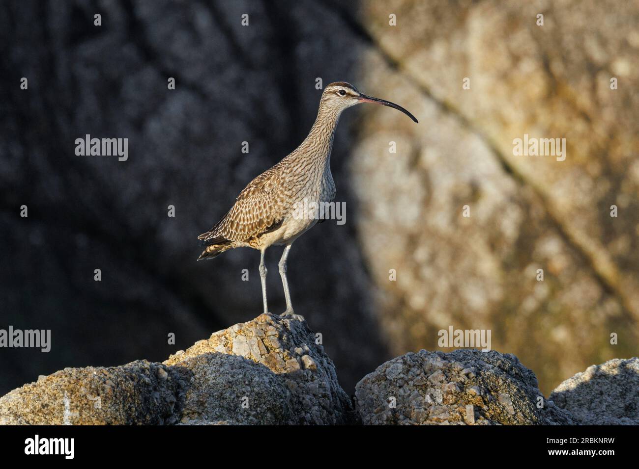 Whimbrel (Numenius phaeopus), arroccato su una guglia di roccia, USA, California, Pebble Beach, Monterey Foto Stock