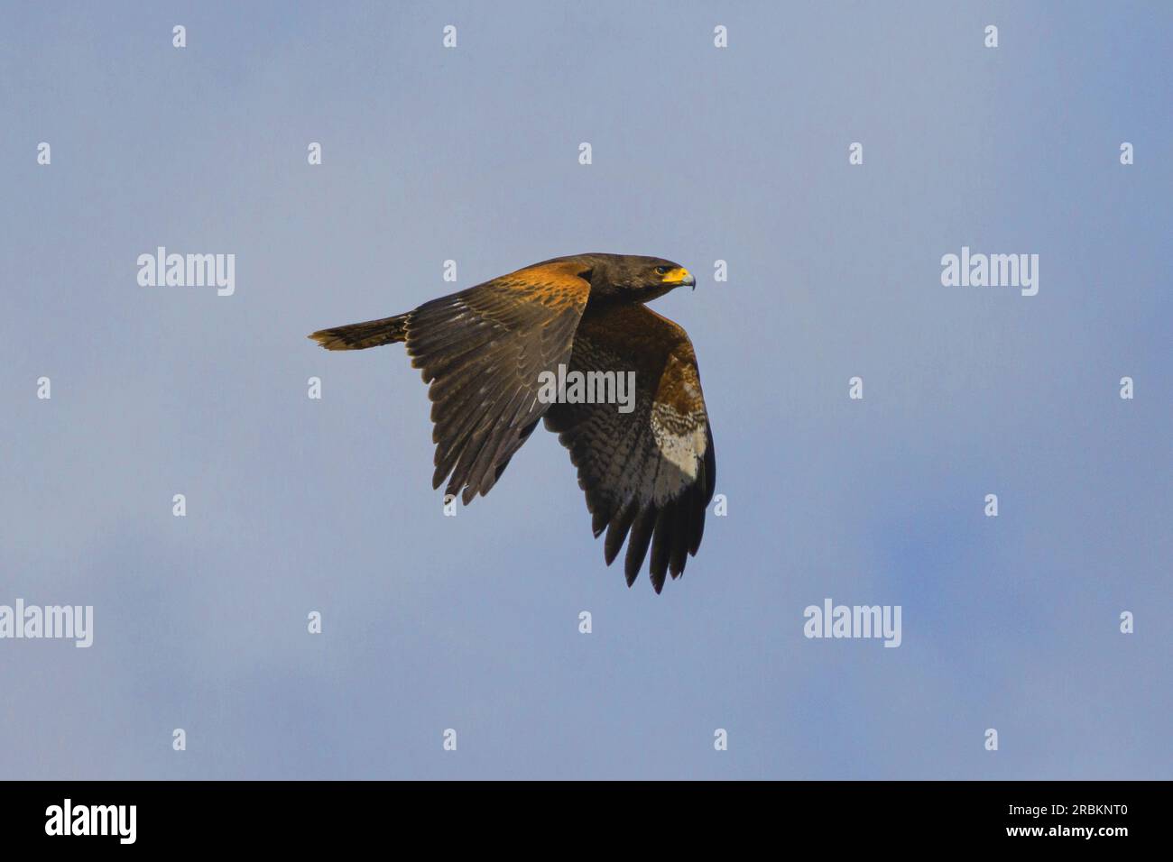 Il falco di harris (Parabuteo unicinctus), in volo, USA, Arizona Foto Stock