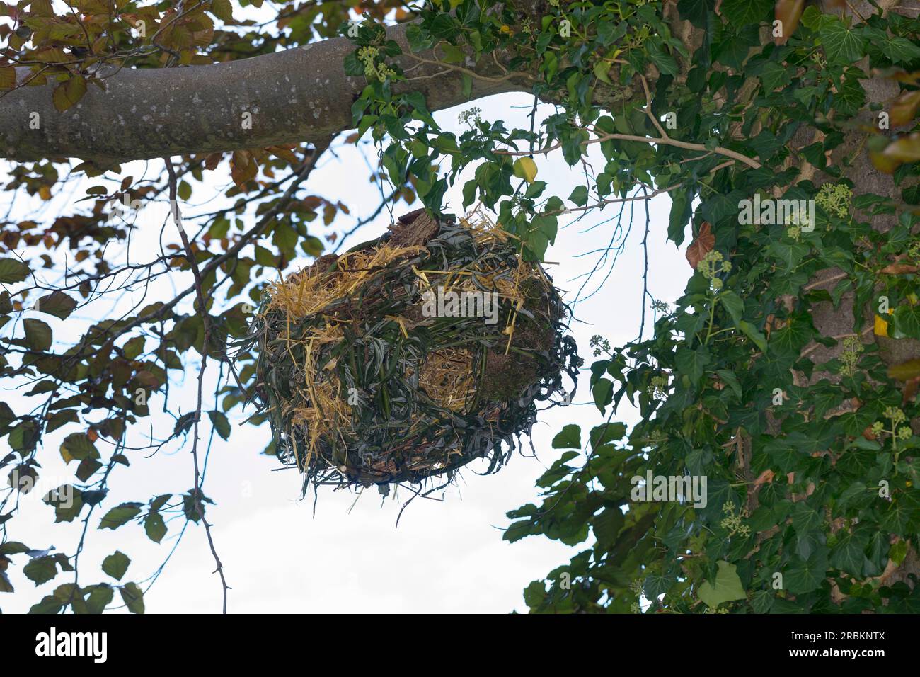 Scoiattolo rosso europeo, scoiattolo rosso eurasiatico (Sciurus vulgaris), costruzione di un drey, step 7: Il globo pronto è appeso - serie picture 7/7 Foto Stock