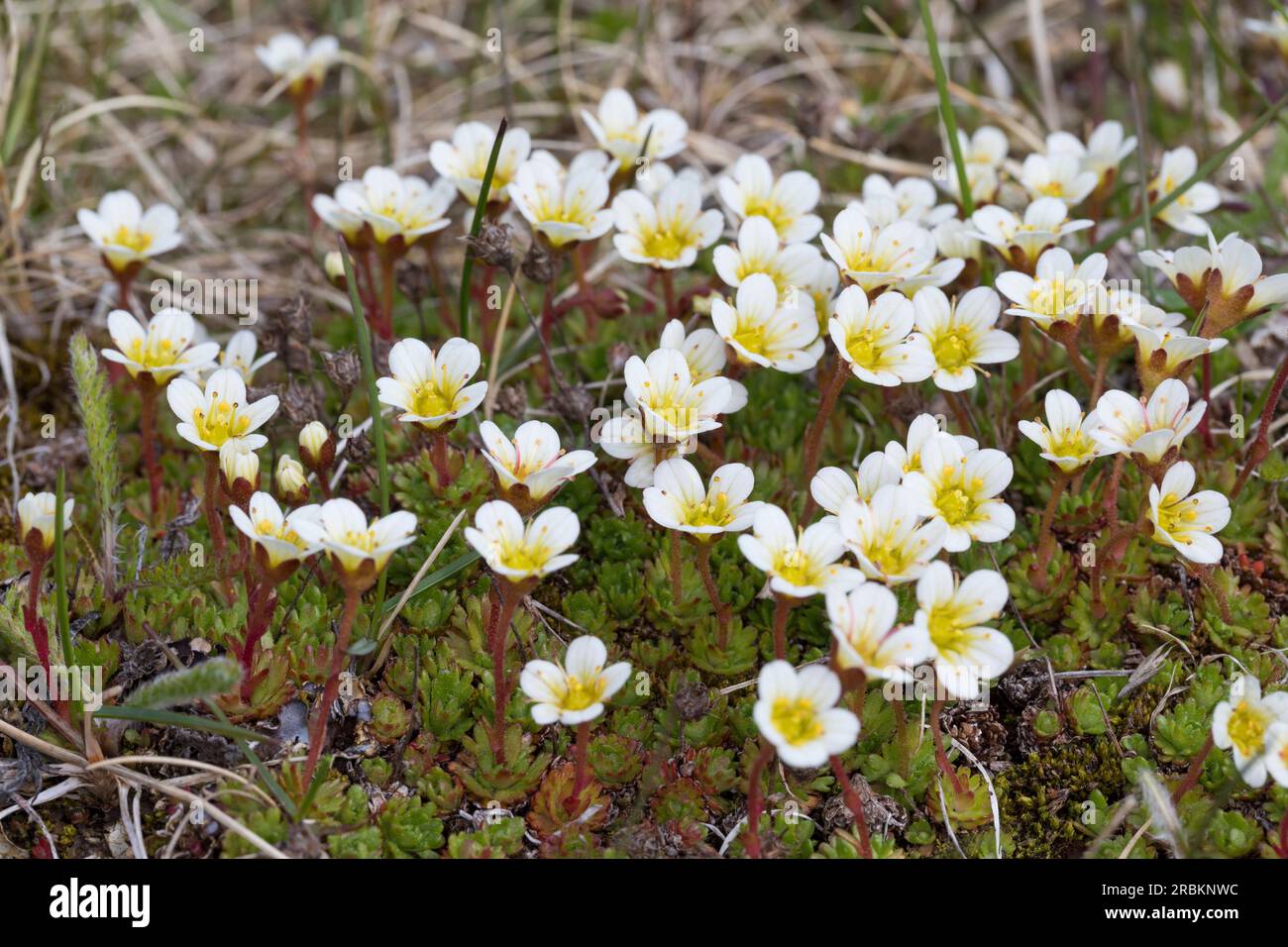 Saxifrage tufted (Saxifraga cespitosa), fioritura, Svezia Foto Stock