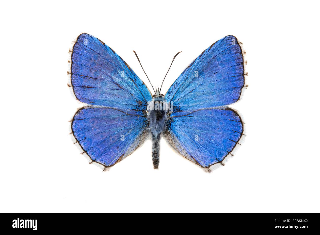 Blu adone (Polyommatus bellargus, Lysandra bellargus, Meleageria bellargus), maschio, superiore, ritagliati Foto Stock