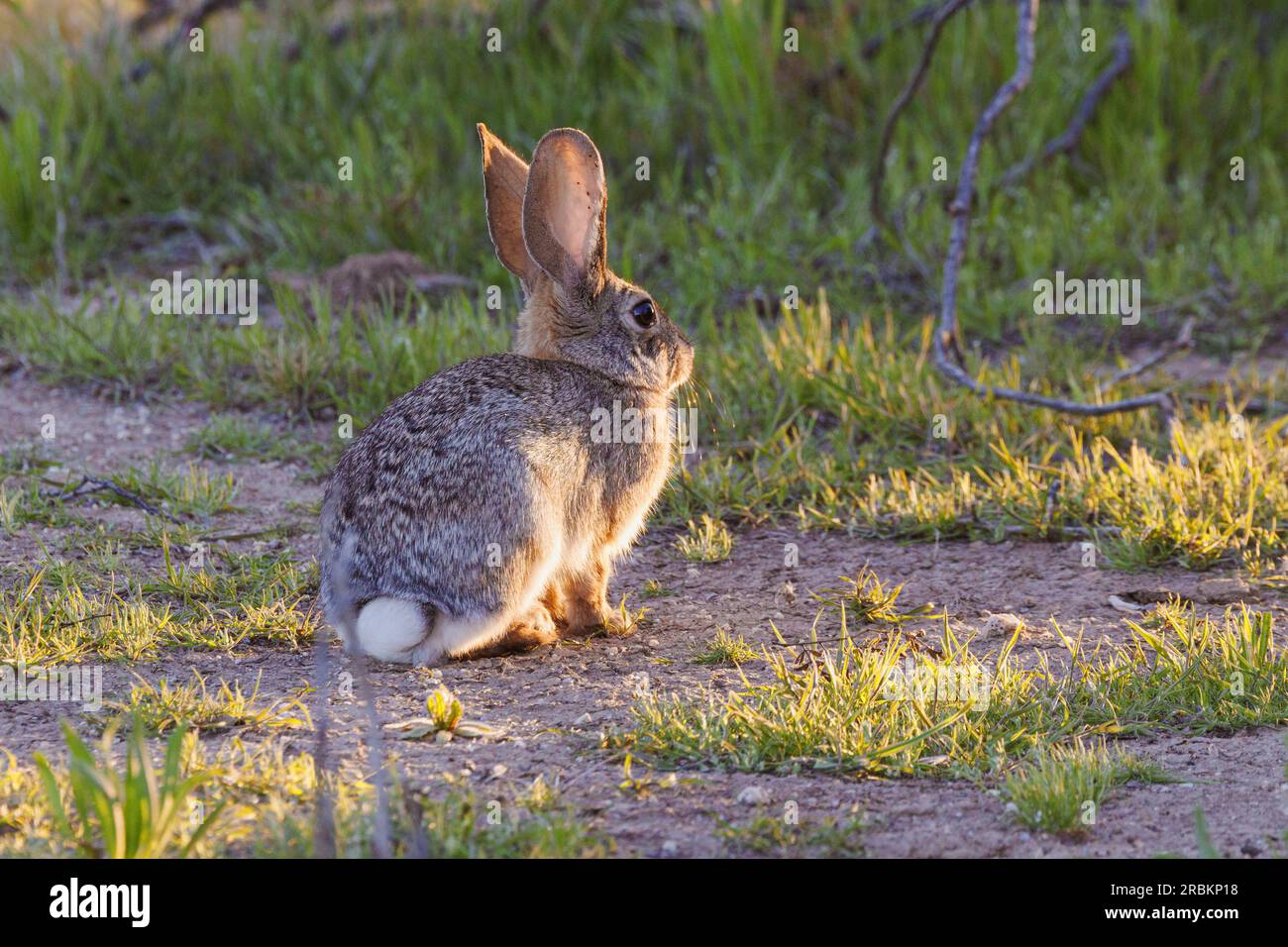 Desert Rabbit, Desert Cottontail Rabbit (Sylvilagus audubonii), alla luce della sera, USA, Arizona, Scottsdale Foto Stock