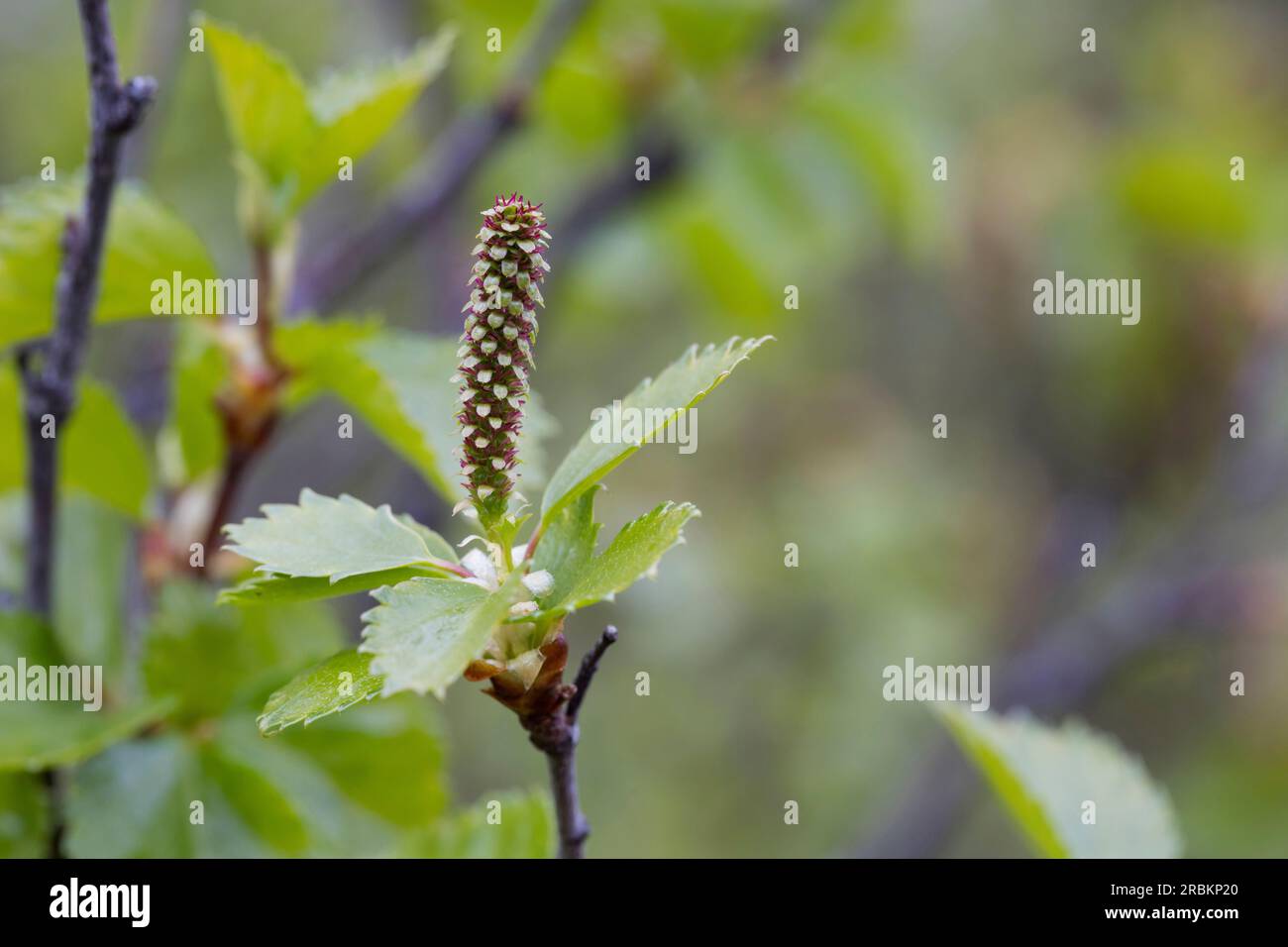 betulla dorata, betulla brughiera, betulla bianca, betulla dorata, betulla brughiera, betulla bianca, betulla bianca europea, betulla pelosa (Betula pubescens), femmina Foto Stock
