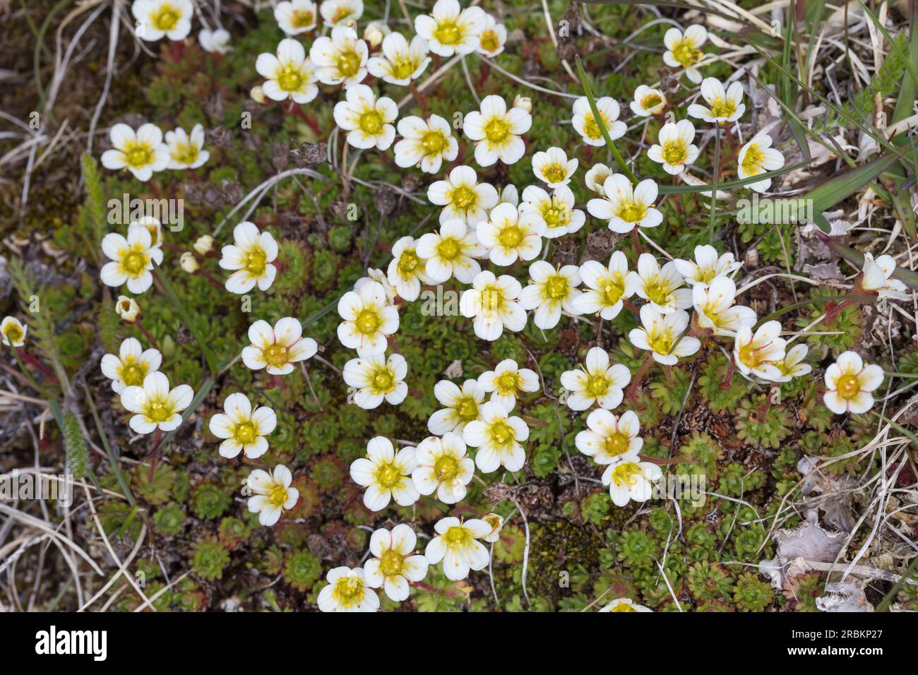 Saxifrage tufted (Saxifraga cespitosa), fioritura, Svezia Foto Stock
