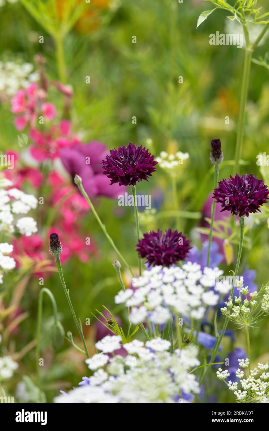 Centaurea cyanus. Prato di fiordaliso Foto Stock