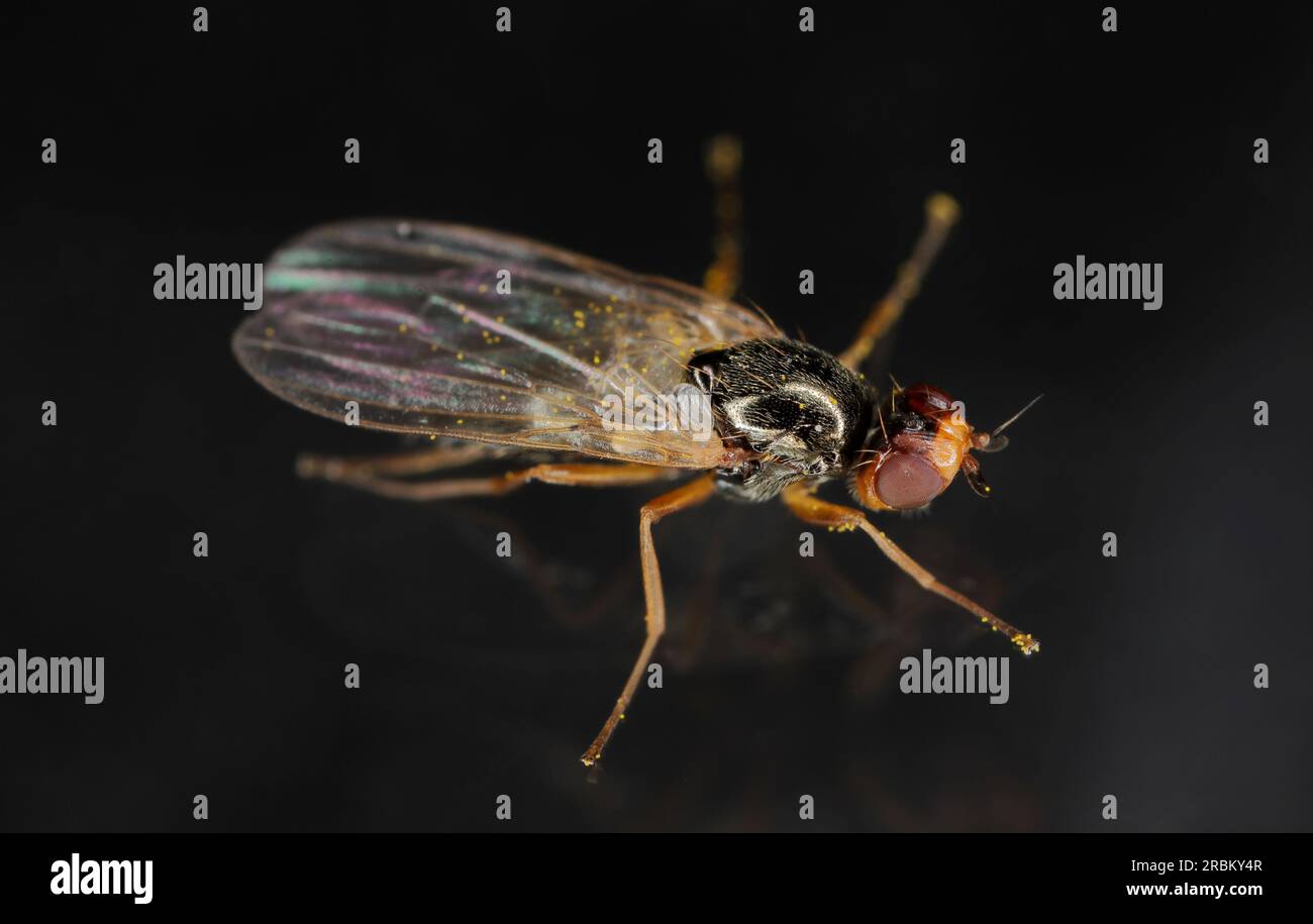 Mosca di radice di carota adulta, Chamaepsila rosae chiamata anche Psila rosa. Vista laterale, leggermente frontale su sfondo nero. Foto Stock