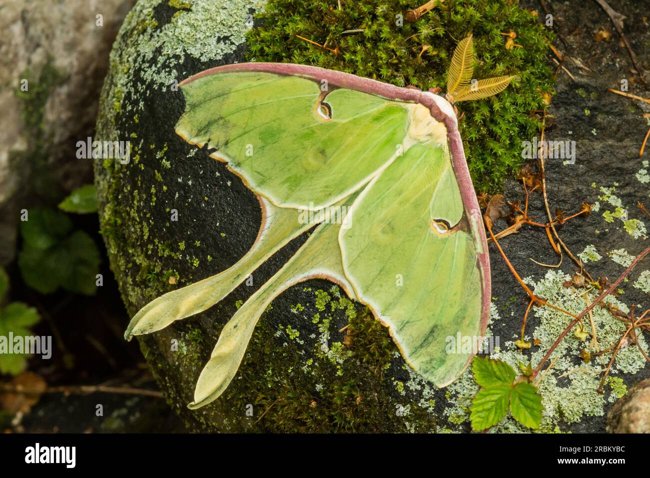 Luna Moth - Actias luna Foto Stock