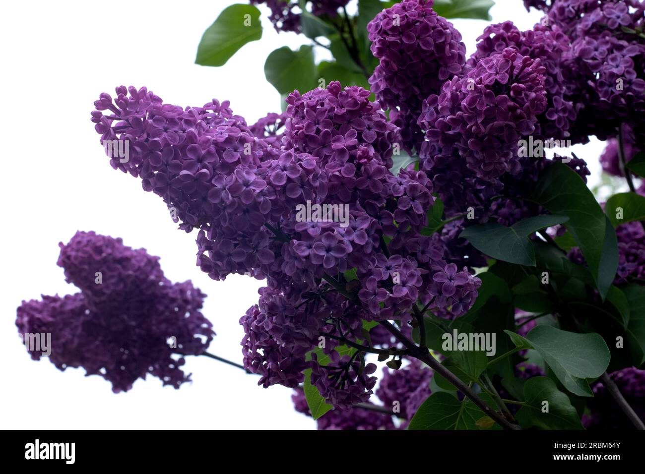 bella lilla fiori ramo su uno sfondo verde, naturale primavera sfondo, morbido fuoco selettivo. Foto di alta qualità Foto Stock