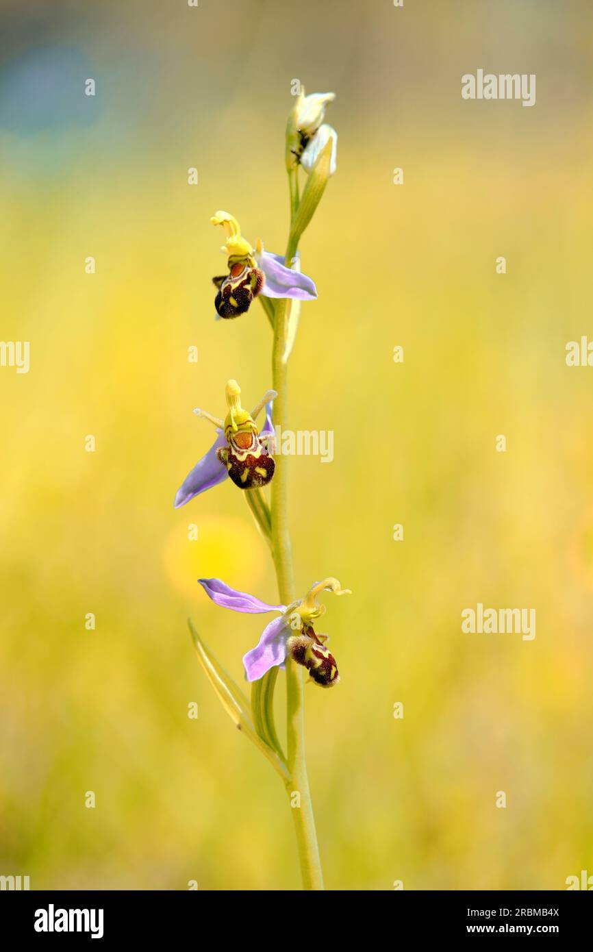 Orchidea delle api, orchidea delle api, Ophrys apifera, Foto Stock