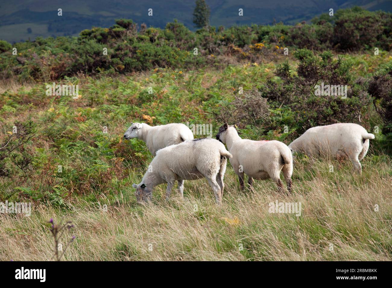 Gregge di pecore che vagano liberamente nella campagna gallese Foto Stock