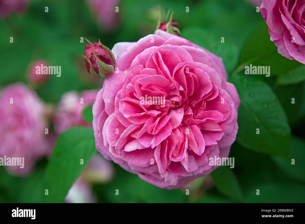 Vista ravvicinata di una rosa di Lady Salisbury in piena fioritura con nuove gemme dietro Foto Stock
