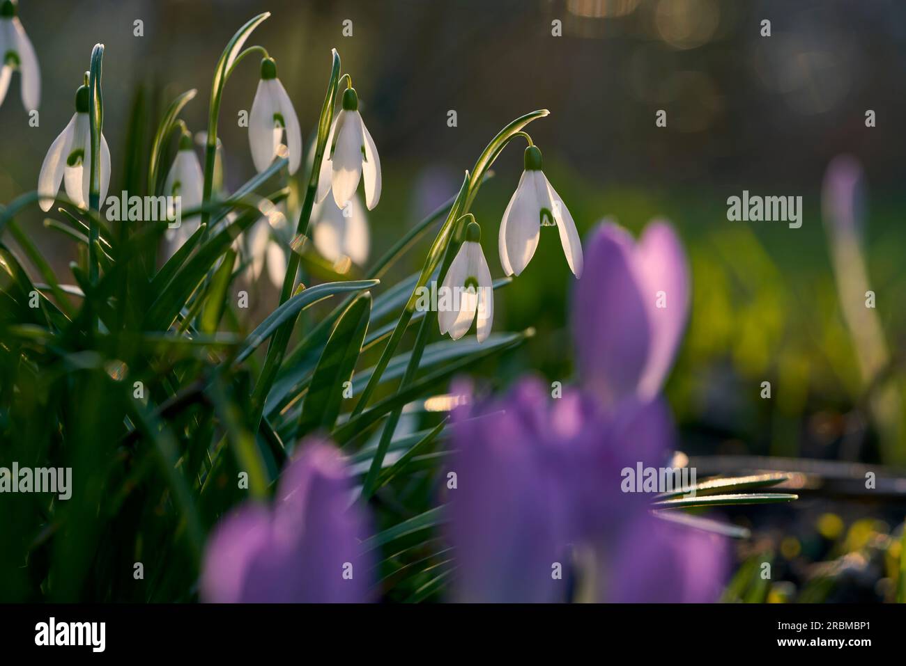 goccia di neve minore, Galanthus nivalis Foto Stock