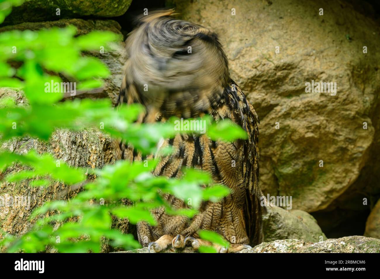 Gufo d'aquila che scuote la testa, bubo bubo, Parco Nazionale della Foresta Bavarese, recinto di animali, Foresta Bavarese, bassa Baviera, Baviera, Germania Foto Stock