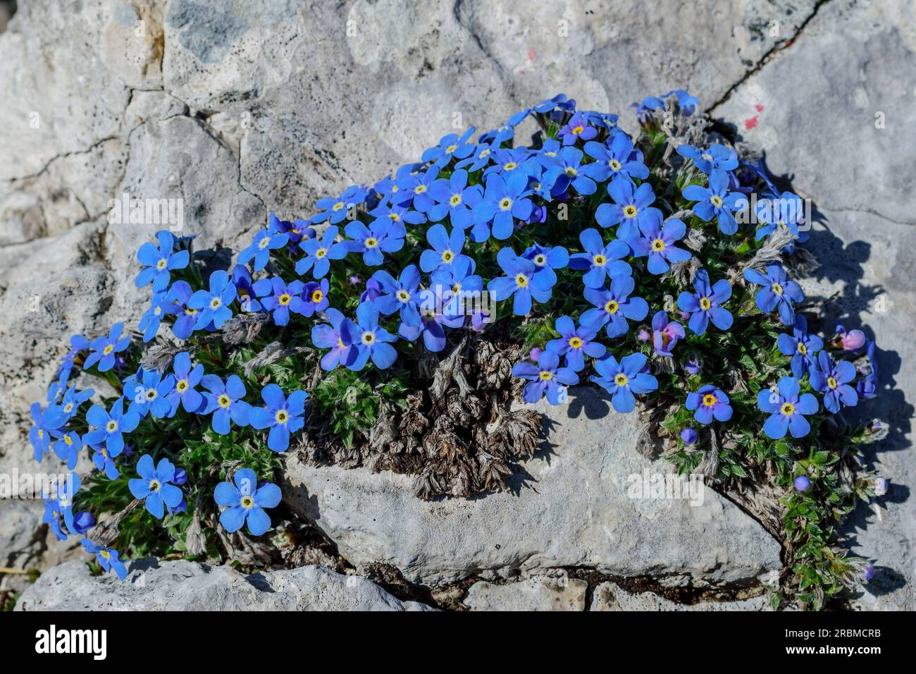 Araldo del cielo che cresce su lastra di roccia, Eritrichium nanum, Belluneser Höhenweg, Dolomiti, Veneto, Veneto, Italia Foto Stock