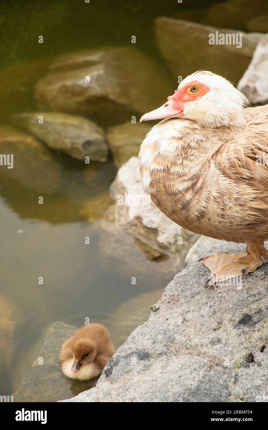 Piccolo uccello d'anatra e sua madre anatra nell'acqua nei parchi in Ucraina Foto Stock