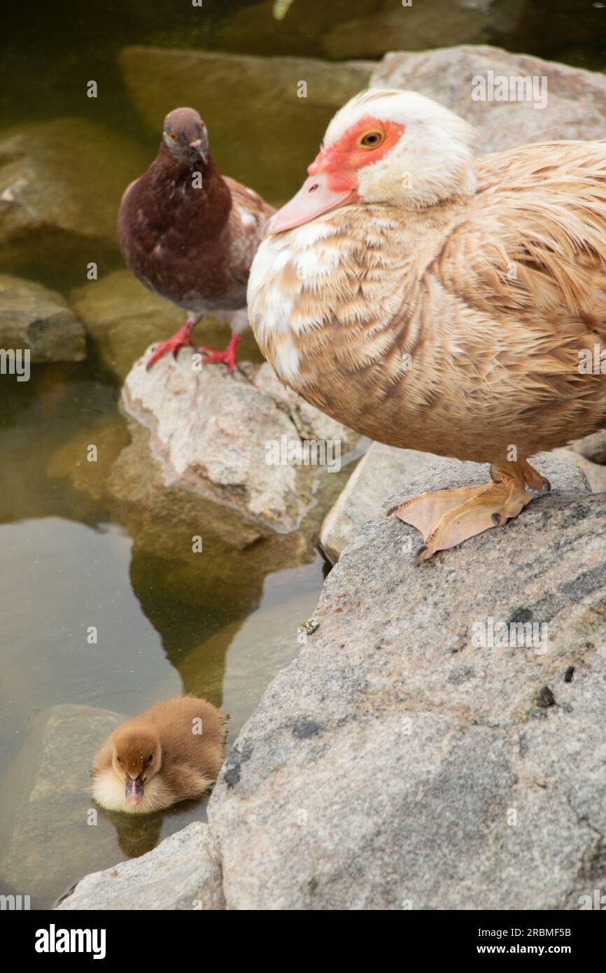 Piccolo uccello d'anatra e sua madre anatra nell'acqua nei parchi in Ucraina Foto Stock