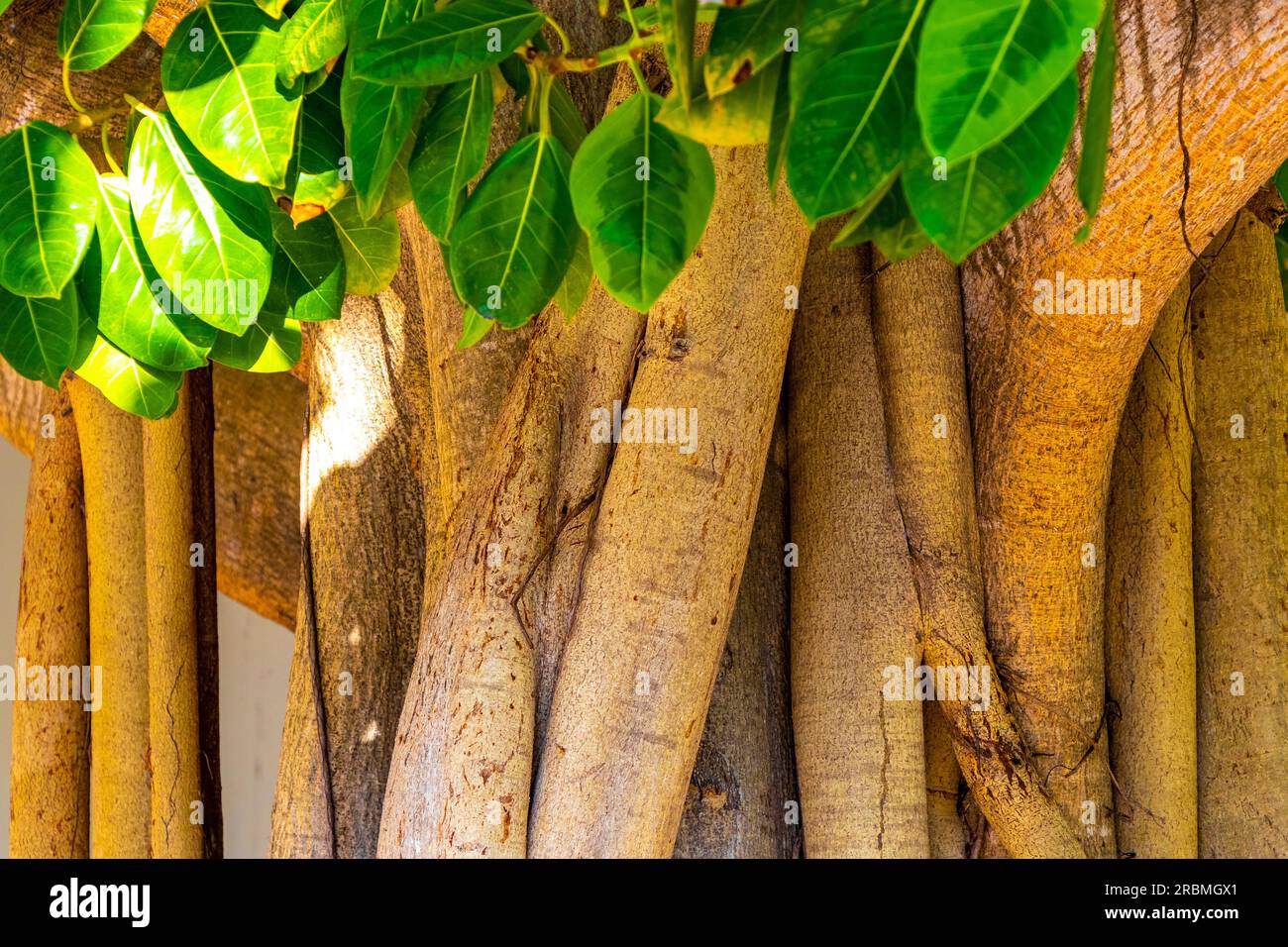 Grande bella Ficus maxima albero di fico in Playa del Carmen Quintana Roo Messico. Foto Stock