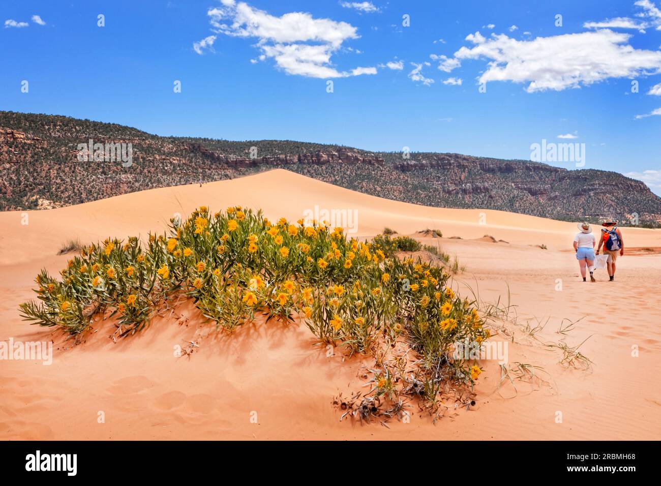 Sandboarding sulle dune di sabbia di Coral Pink, Utah, USA Foto Stock