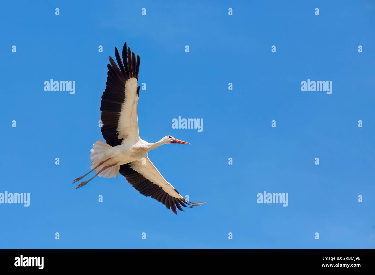 Cicogna bianca volante, ciconia ciconia, in Andalusia vicino a Jerez de la Frontera, Spagna Foto Stock