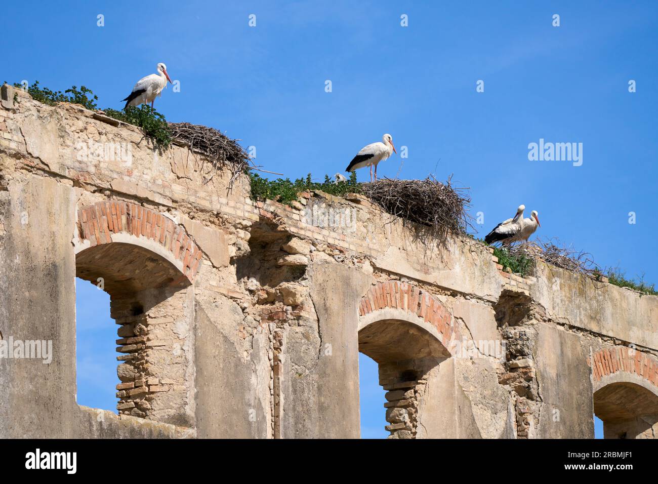 Cicogne bianche, ciconia ciconia, nidificano in una colonia di cicogne in Andalusia, vicino a Jerez de la Frontera, Spagna Foto Stock