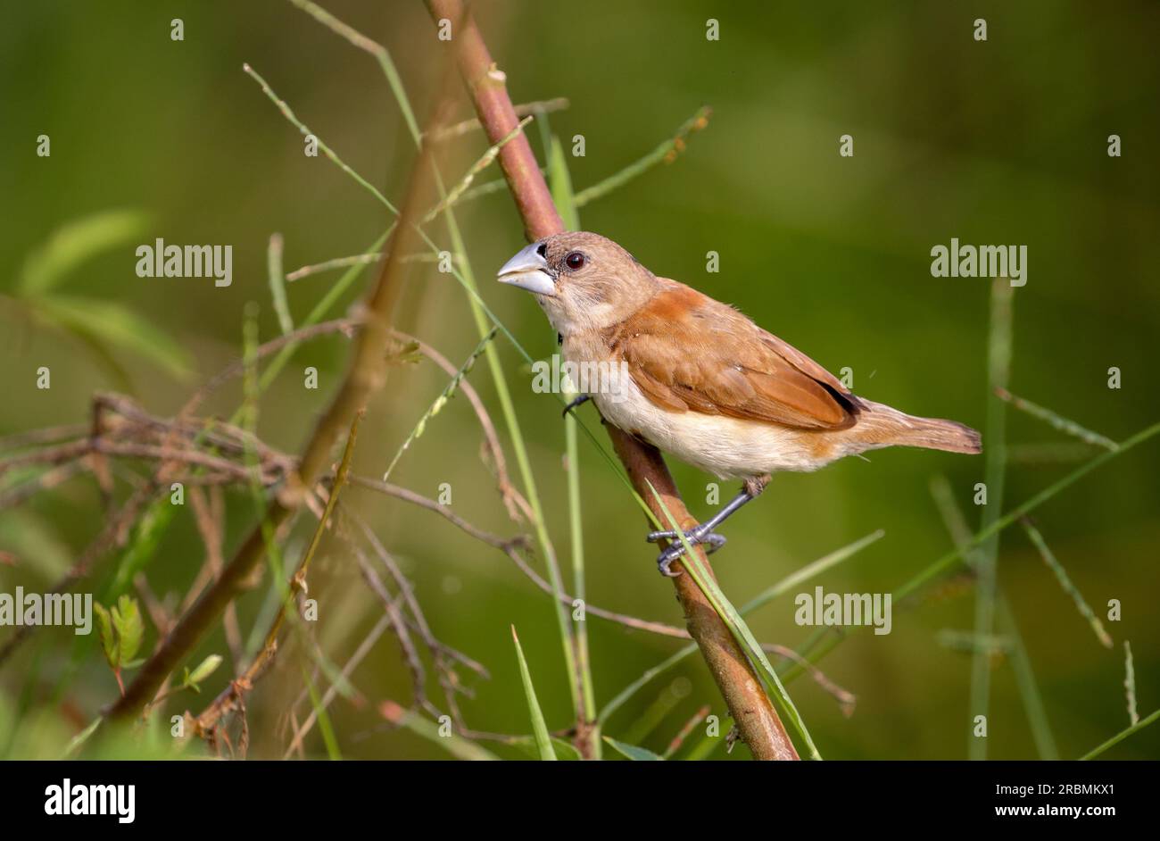 chestnut munia è un piccolo uccello gregario che si nutre principalmente di grano e altri semi. Frequenta i prati aperti e la coltivazione. Foto Stock