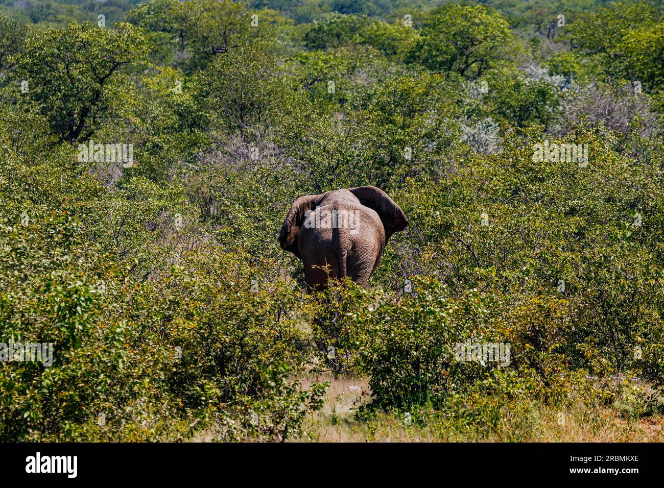 E ciao... Un grande elefante grigio si fa strada nel Bush africano, nel Parco Nazionale di Etosha, in Namibia Foto Stock