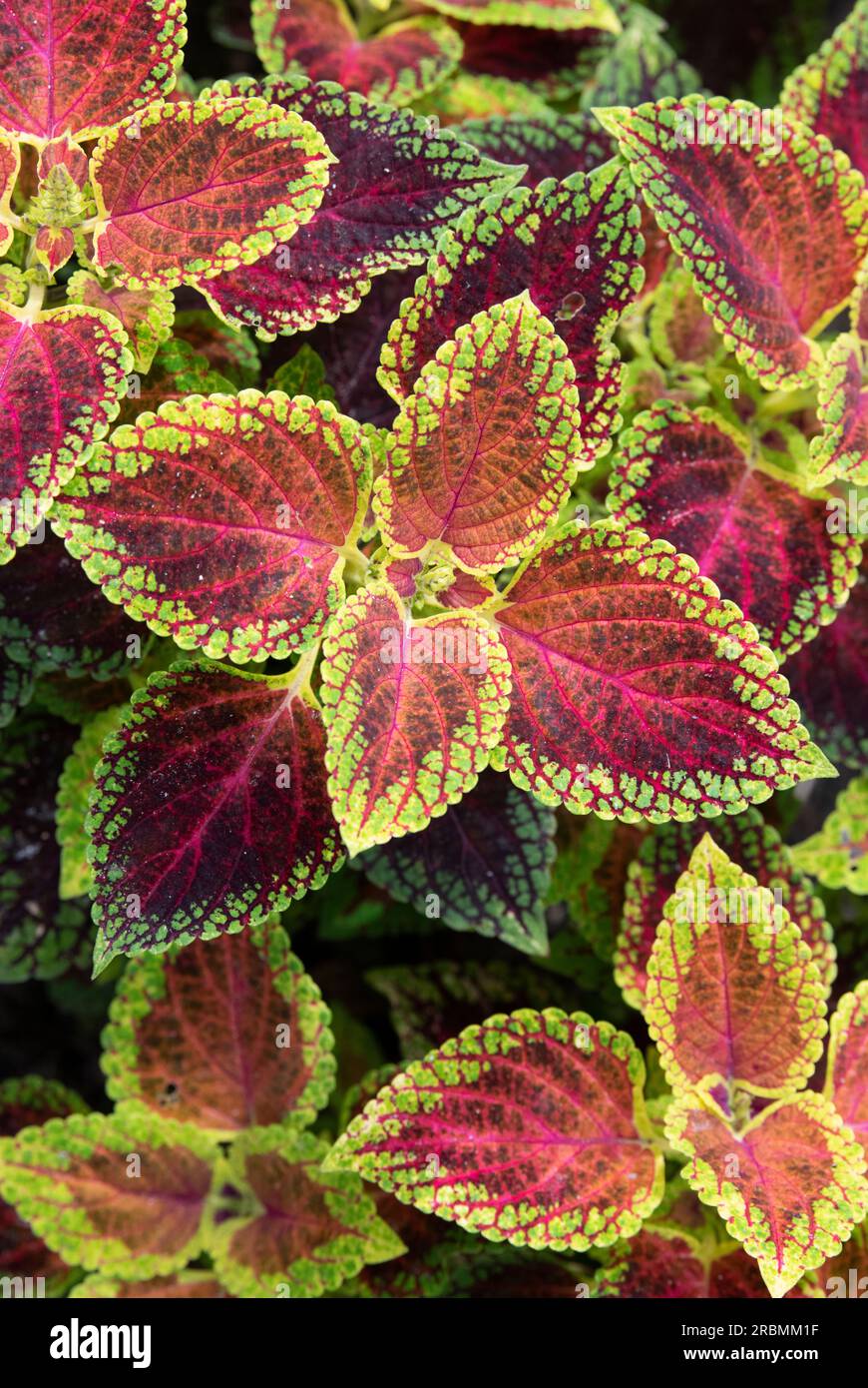 Coleus scutellarioides "nana rossa". Coleus Red Dwarf Foto Stock