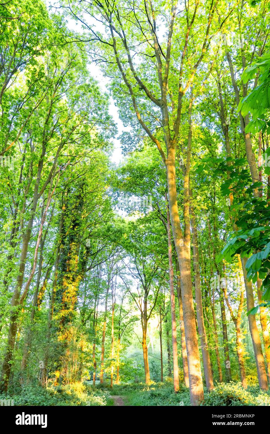 Il sole splende sugli alberi in estate nelle Fiandre rurali, Belgio. Foto Stock