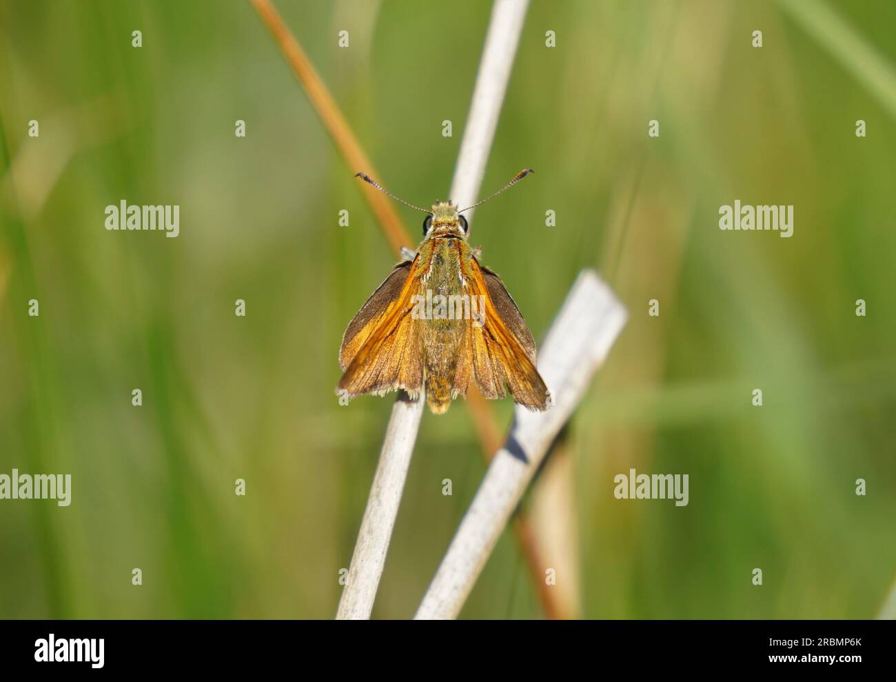 Piccola skipper, Thymelicus sylvestris, farfalla appoggiato, Spagna Foto Stock