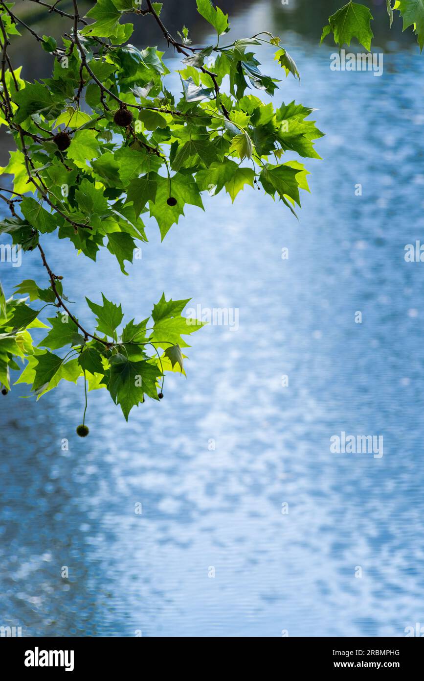 Foglie fresche che pendono sull'acqua. Foto Stock