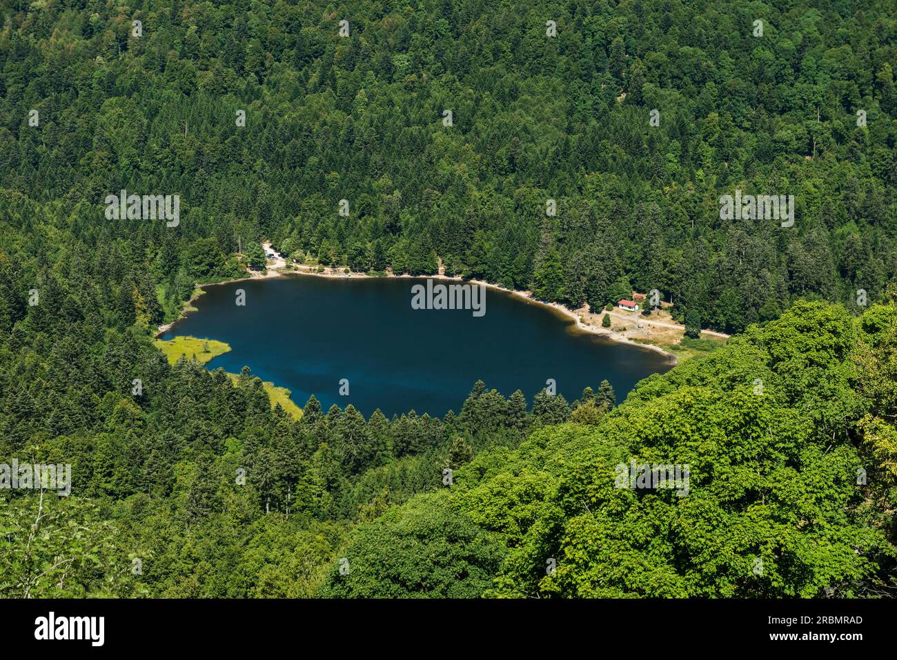 Lago di montagna in estate, Lac de Blanchemer, a Hohneck, la Bresse, Vosges, Regione Grand Est, Alsazia-Lorena, Vosgi e Alto Reno dipartimenti, Francia Foto Stock