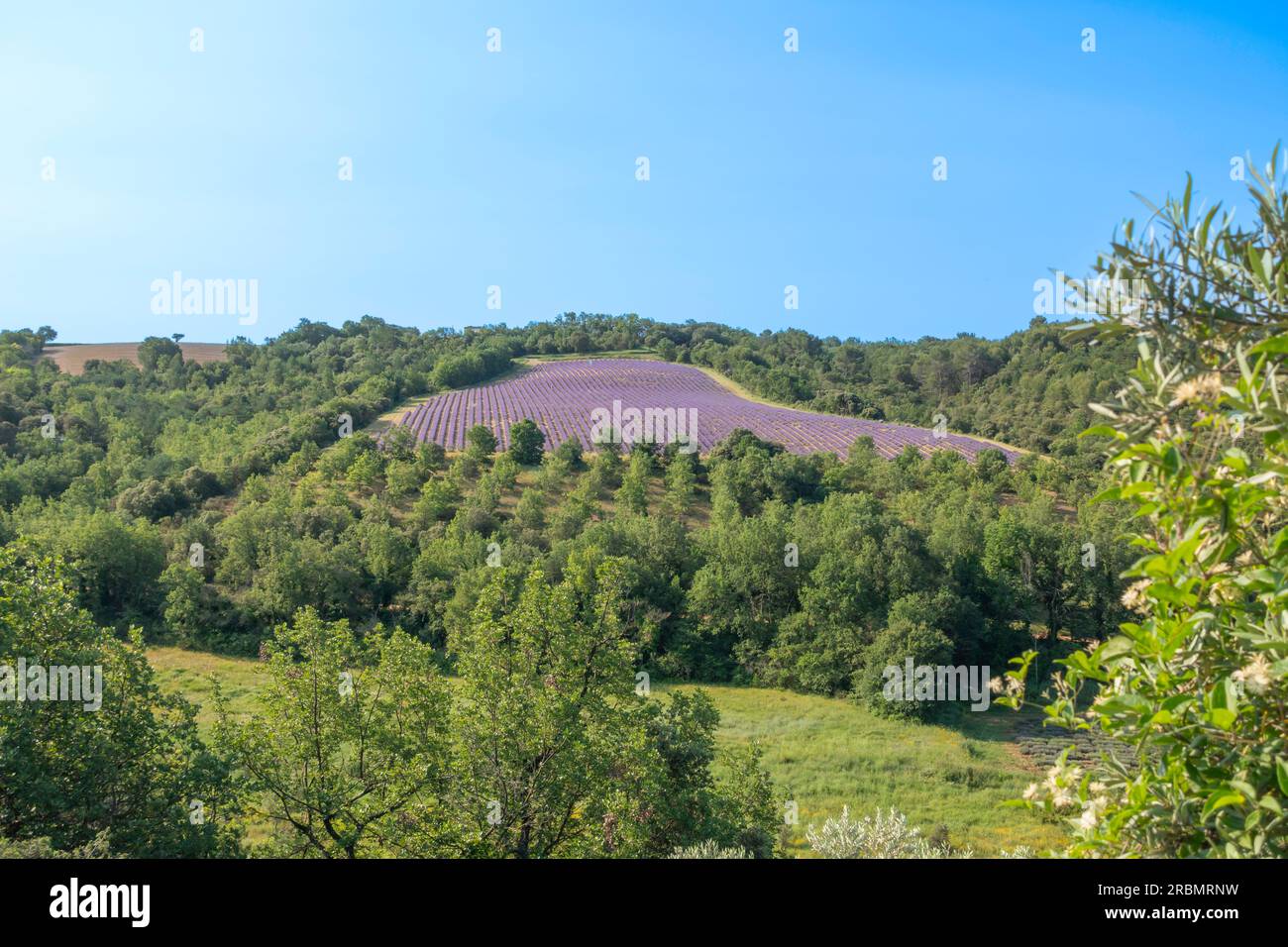 Campi di lavanda in fiore sull'altopiano di Valensole, Provenza, Francia meridionale. Foto Stock